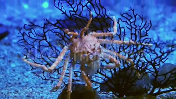 海底暗蓝海底水族馆蟹王视频视频的预览图