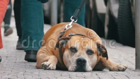忠实的狗狗躺在人行道上等待主人人群冷漠的腿经过视频的预览图