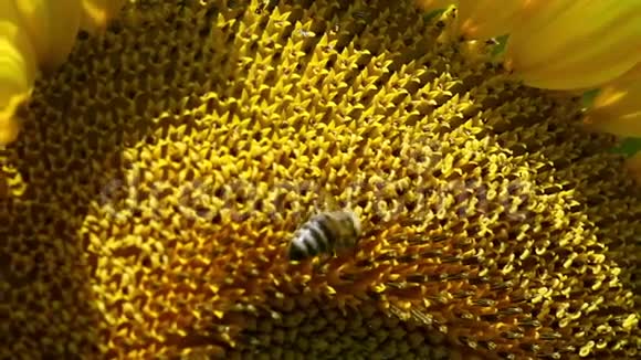 蜜蜂在向日葵上盘旋视频的预览图