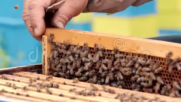 养蜂人养蜂理念蜂农蜜蜂采蜜视频的预览图
