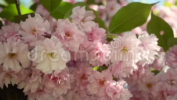美丽的粉红色樱花在春天的花园里盛开视频的预览图