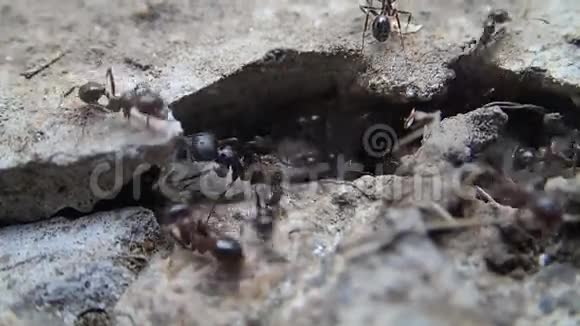 蚂蚁在工作视频的预览图