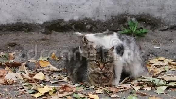 猫喜欢街上两只无家可归的野猫视频的预览图