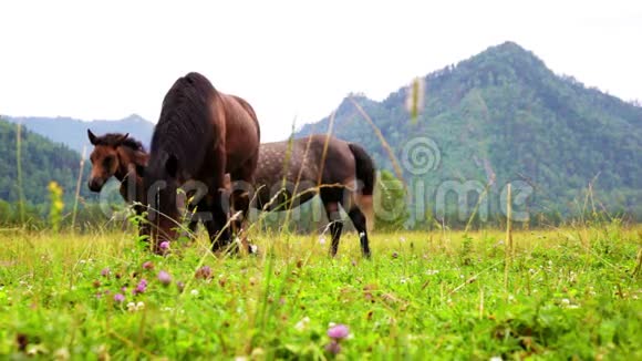 三匹马在山坡上的草地上放牧视频的预览图