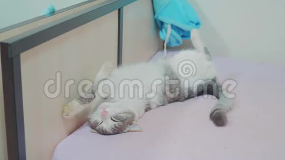 有趣的视频猫在睡觉猫睡在床上仰卧着双脚灰白色的猫在睡觉视频的预览图