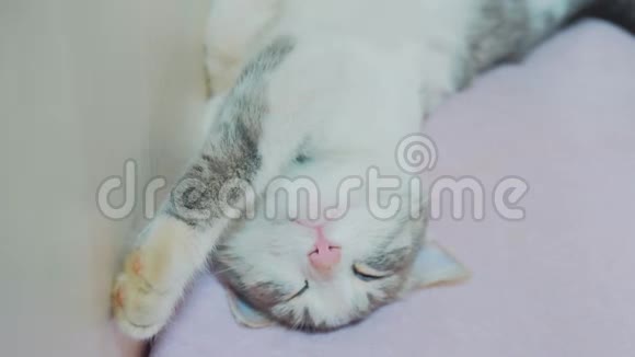 有趣的视频猫在睡觉猫睡在床上仰卧着双脚灰白色的猫在睡觉视频的预览图