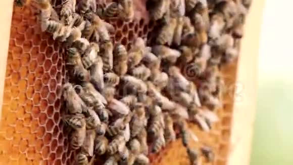 养蜂人养蜂理念蜂农蜜蜂采蜜视频的预览图