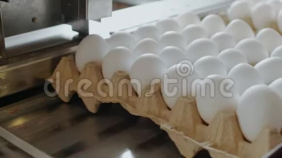 在一家小型鸡厂自动装置标记母鸡蛋视频的预览图