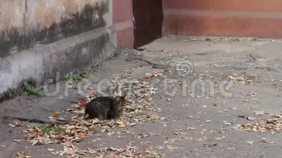 猫喜欢街上两只无家可归的野猫视频的预览图