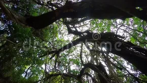 印度的热带树视频的预览图