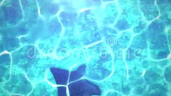 水下世界特写黄貂鱼夏季背景视频的预览图