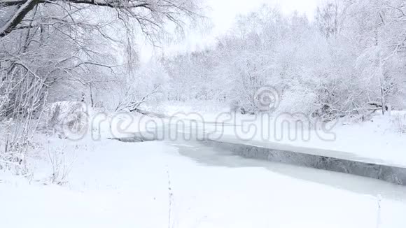 冬天的照片冬天的视频自然雪景雪中的树木视频的预览图