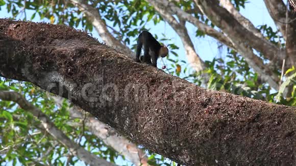 野生白脸卡布钦猴子沿着一条巨大的树枝行走视频的预览图