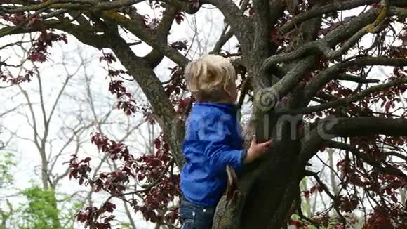 小男孩抱着一根树枝视频的预览图