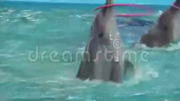 海豚在蓝水中游泳特写4K超高清超高清视频的预览图