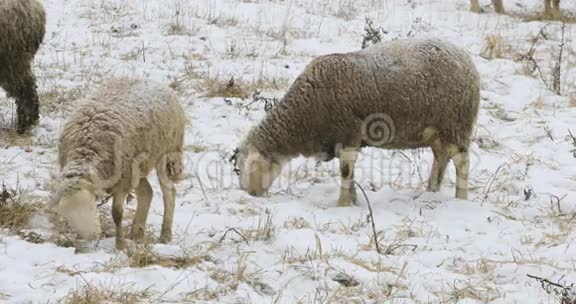 4K超高清晰度绵羊在雪地野外放牧视频的预览图