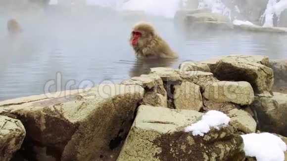 温泉中的日本猕猴或雪猴视频的预览图