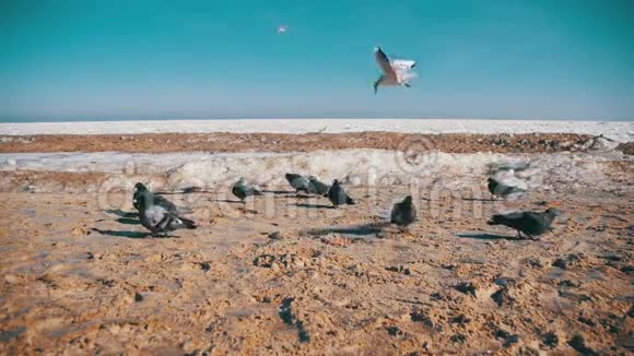 鸽子和海鸥在冬季冰冻的冰盖海洋背景下在海滩上吃面包慢动作视频的预览图