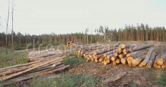 伐木破坏松林视频的预览图