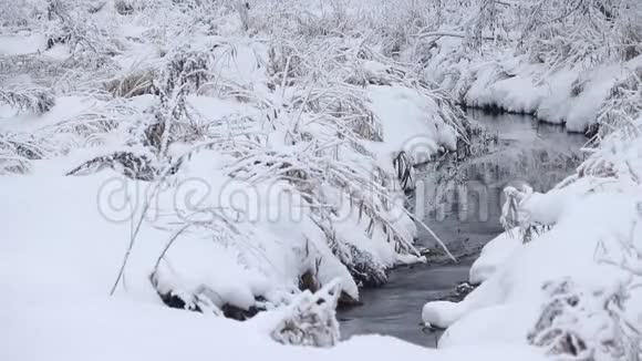 冬天的照片冬天的视频自然雪景雪中的树木视频的预览图