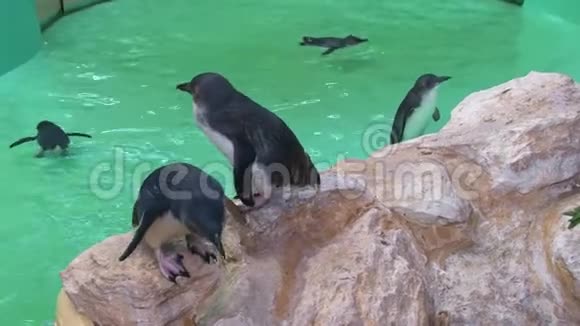 在水族馆的企鹅视频的预览图