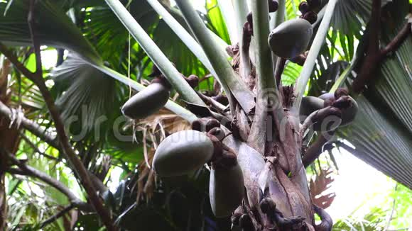 棕榈树可可和果实视频的预览图