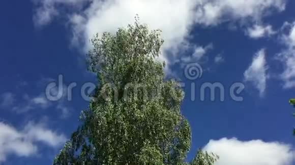树对着天空视频的预览图