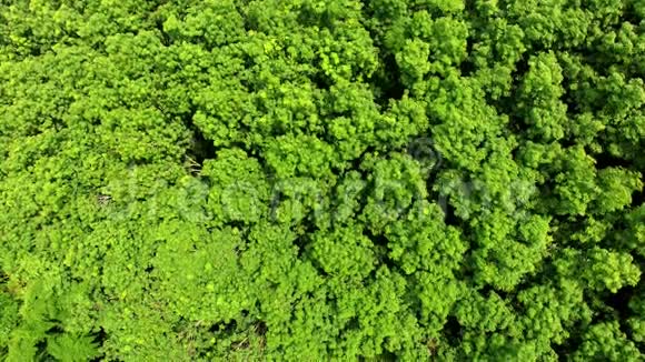 绿色深林山丘视频的预览图