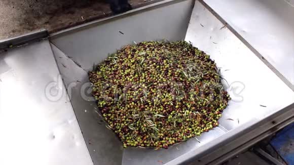 收获的橄榄从卡车卸到橄榄油磨料斗视频的预览图