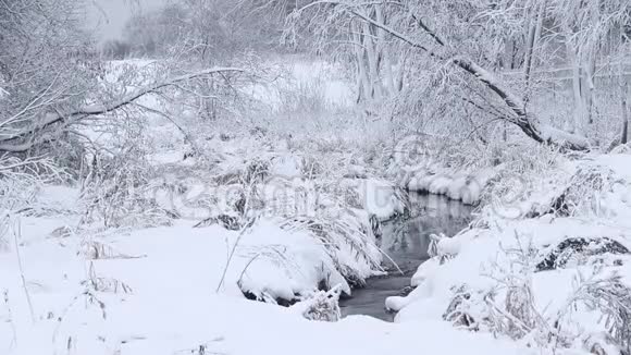 冬天的照片冬天的视频自然雪景雪中的树木视频的预览图