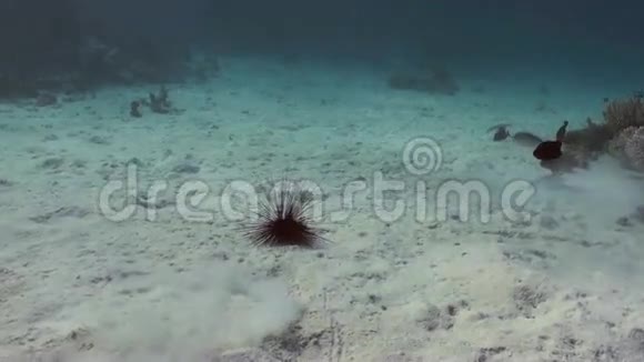 黑海胆希诺特丽克斯迪德玛视频的预览图