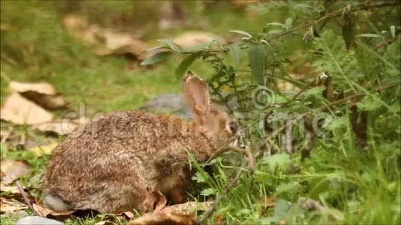 野毛兔吃草然后跑到背景复活节兔子视频的预览图
