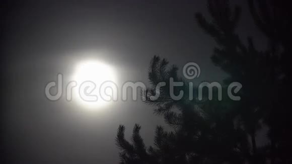 满月与夜云大树视频的预览图