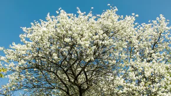 蓝天上的白色樱花树视频的预览图