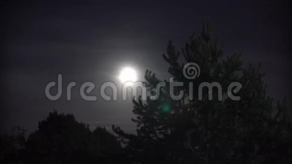 满月与夜云大树视频的预览图