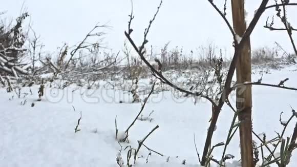 冰雪美丽的冬野大自然视频的预览图