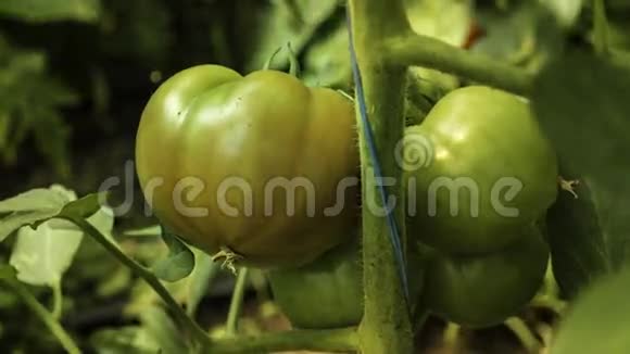 生长成熟的番茄视频的预览图