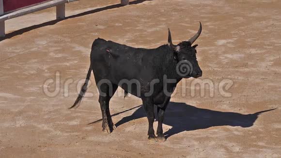 卡马尔盖斯比赛中的公牛这项运动的参与者试图捕捉固定在前额和前额上的获奖属性视频的预览图