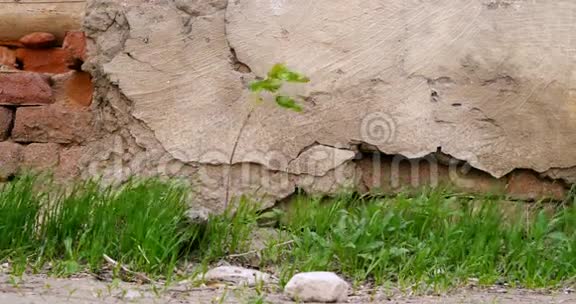在老石墙前生长的植物或小树小草视频的预览图
