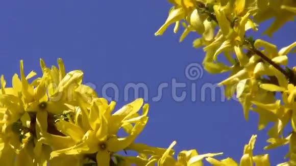 黄色的春天开在蓝色的背景上视频的预览图
