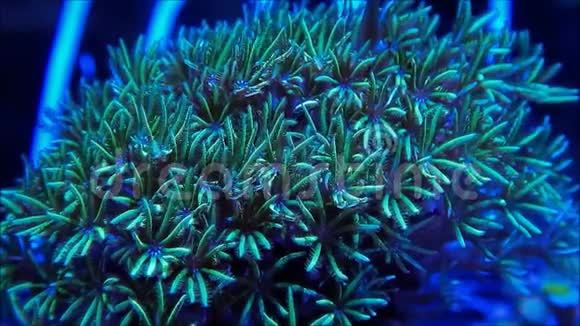 绿星息肉珊瑚视频的预览图