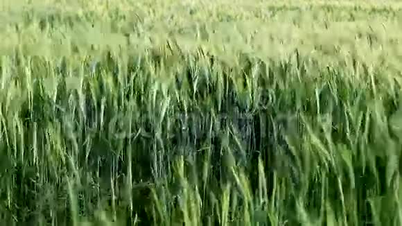 一股绿色的小麦视频的预览图