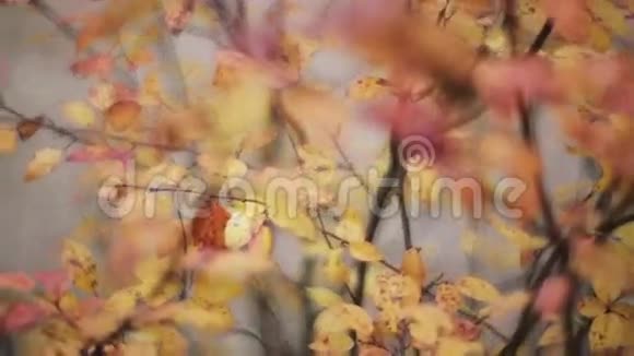 在秋天公园的树枝上看到红色橙色的叶子在风中平静地挥手视频的预览图