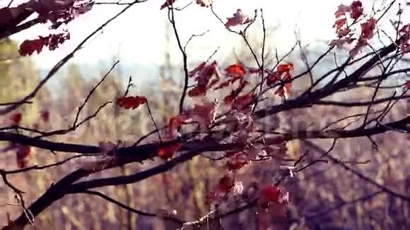 树枝上飘扬的叶子视频的预览图