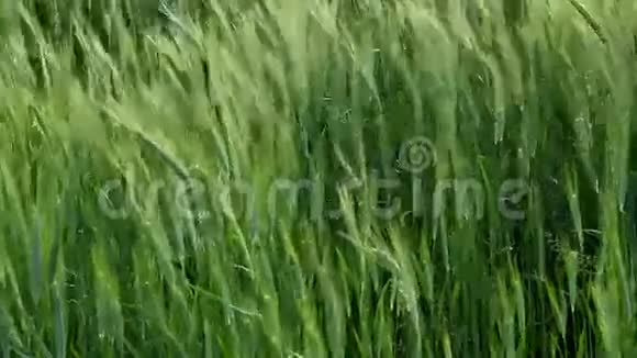 一股绿色的小麦视频的预览图