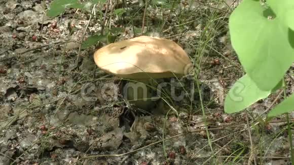 蘑菇棕色鸭舌帽视频的预览图