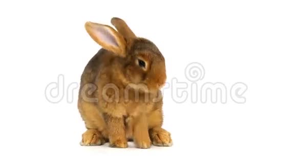 可爱的毛茸茸的兔子洗视频的预览图