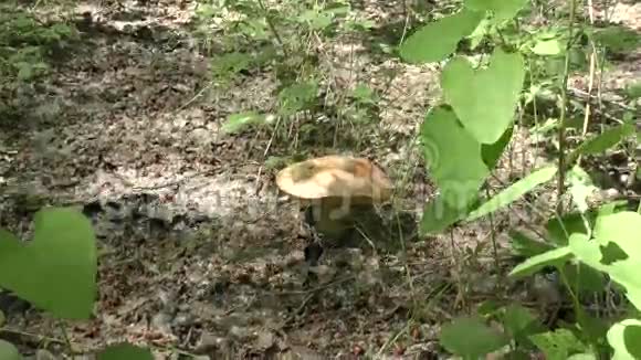 蘑菇棕色鸭舌帽视频的预览图