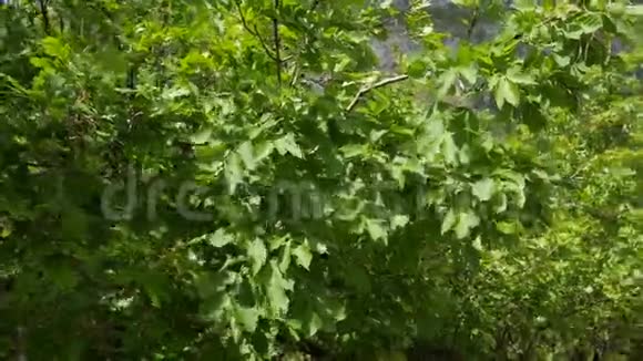 黑山的性质植物花树亚得里亚视频的预览图