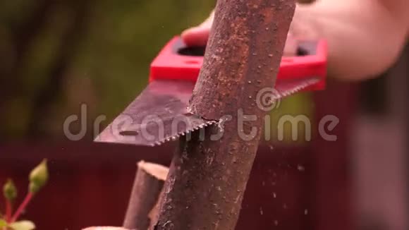 女人用手锯木头树枝锯是一种工具由硬刀片电线或带齿边的链条组成视频的预览图